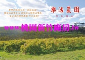 桃園市楊梅區楊梅唯一萬坪農園~整區整體規劃23席~農地 桃園市楊梅區楊梅唯一萬坪農園~整區整體規劃23席~農地